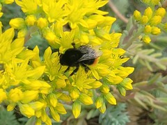 Bombus lapidarius