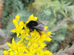 Bombus lapidarius