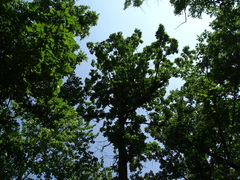Quercus macrocarpa