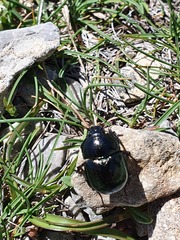 Trypocopris pyrenaeus