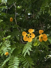 Gonopterodendron