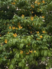 Gonopterodendron