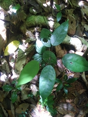 Rourea surinamensis