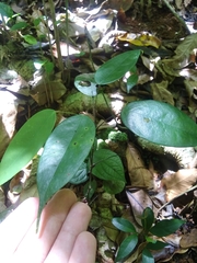 Rourea surinamensis