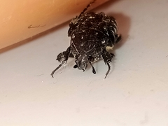 Oxythyrea funesta