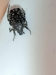 Oxythyrea funesta