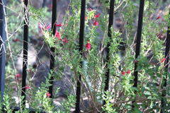 Salvia lemmonii
