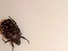 Oxythyrea funesta