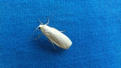Eilema lurideola