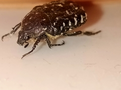 Oxythyrea funesta