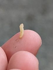 Blastobasis glandulella