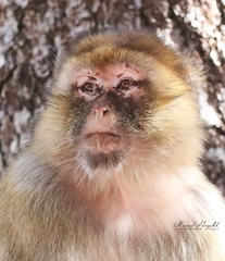 Macaca sylvanus