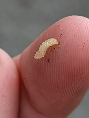 Blastobasis glandulella