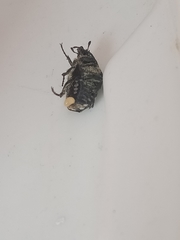 Oxythyrea funesta