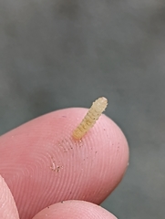 Blastobasis glandulella