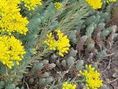 Bombus