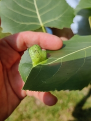 Pemphigus longicornis