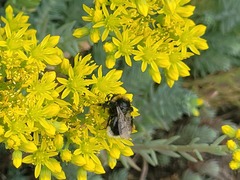 Bombus