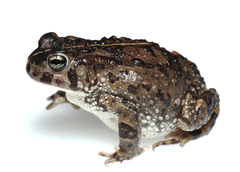 Sand Toad photo 4