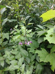 Solanum dulcamara