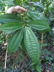 Miconia prasina