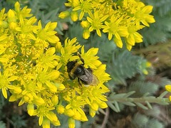 Bombus
