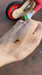 Rhagonycha fulva