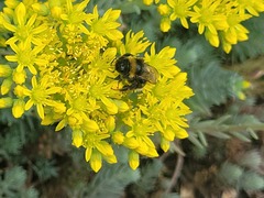 Bombus