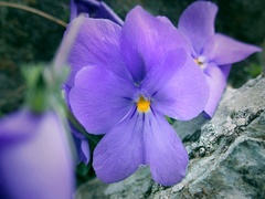 Viola bertolonii