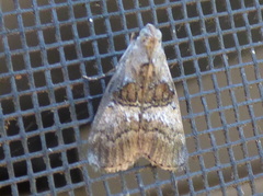 Pococera maritimalis