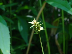Carex spicata