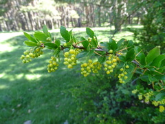 Berberis vulgaris seroi