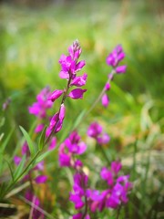 Polygala nicaeensis