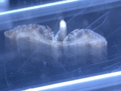 Eupithecia centaureata