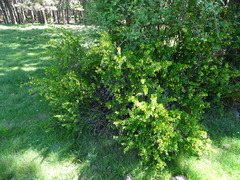 Berberis vulgaris seroi