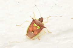 Rhyncholepta