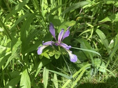 Iris prismatica