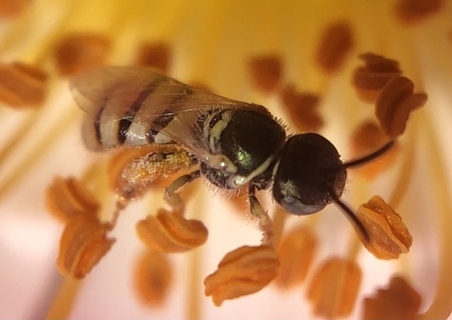 Nomioides facilis