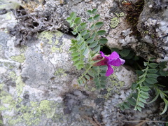 Vicia pyrenaica