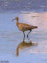 Numenius phaeopus