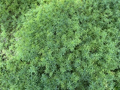 Magnoliopsida
