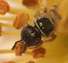 Nomioides facilis