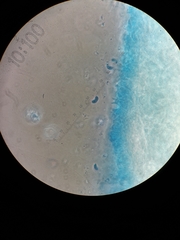 Flavidoporia mellita