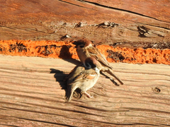 Passer montanus