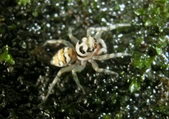 Phintella linea