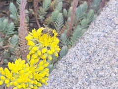 Apis mellifera