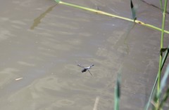 Orthetrum cancellatum