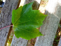Acer rubrum image