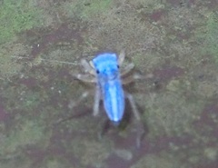 Phintella bifurcilinea