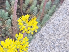 Apis mellifera